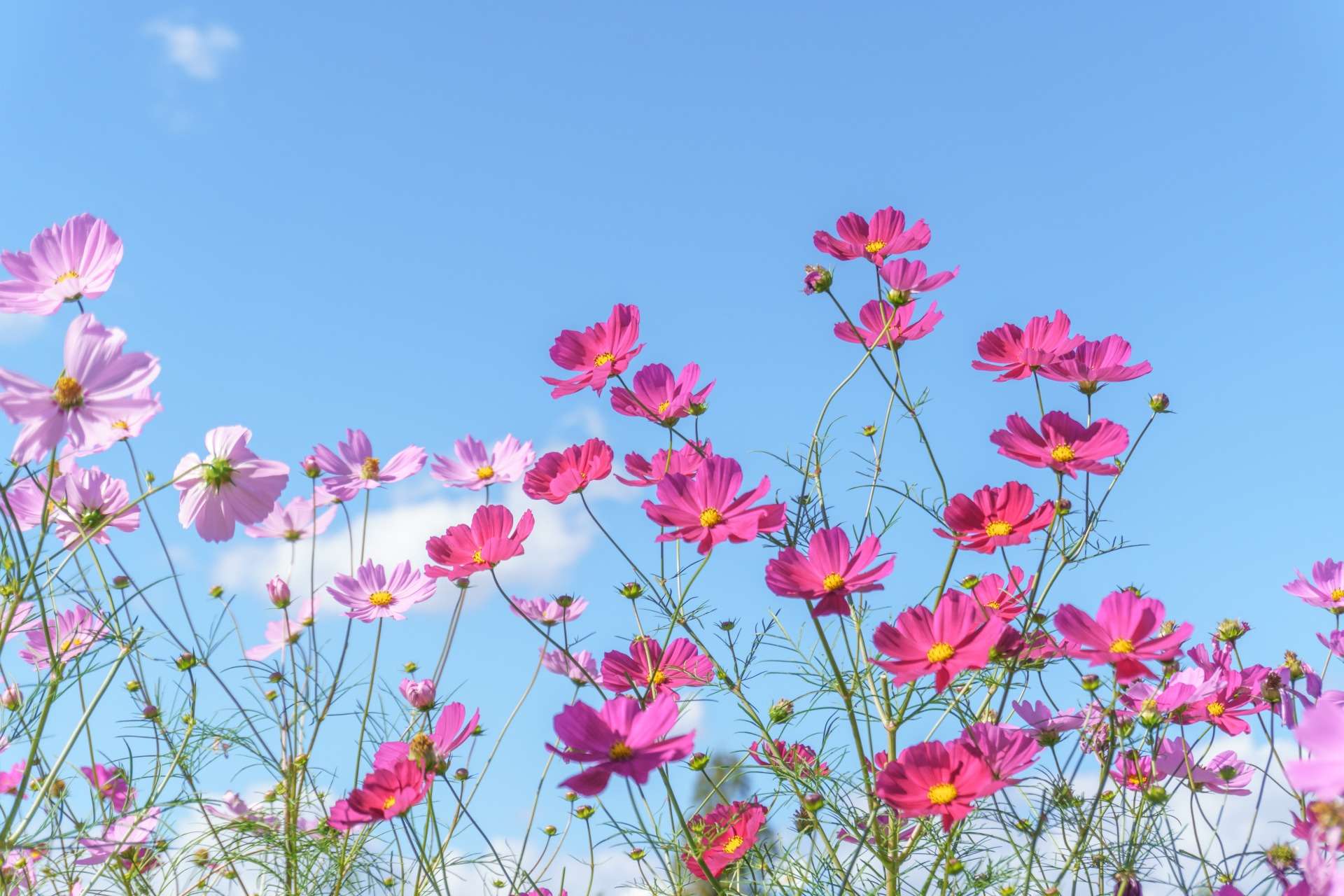 「気づきと癒し──ココちゃんから学ぶ9月のはじまり」【②三合参り】