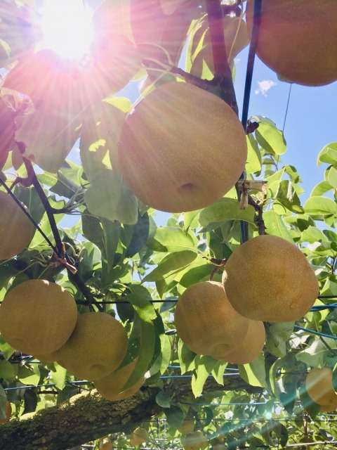 【梨の醗酵ドリンク教室】～発酵の恵みで、からだ喜ぶ10月～