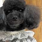 「感謝とともに、新しい一年へ」【③三合参り】