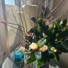 【立春】運気を動かす２０２6年の三合参り（①回目）