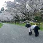 カバラ数秘術で読み解く２０２６年４月【マザーヒーリング】